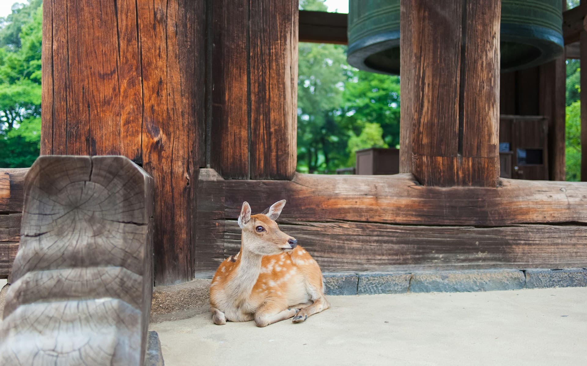 photo d'illustration de Nara avec ses cerfs en liberté