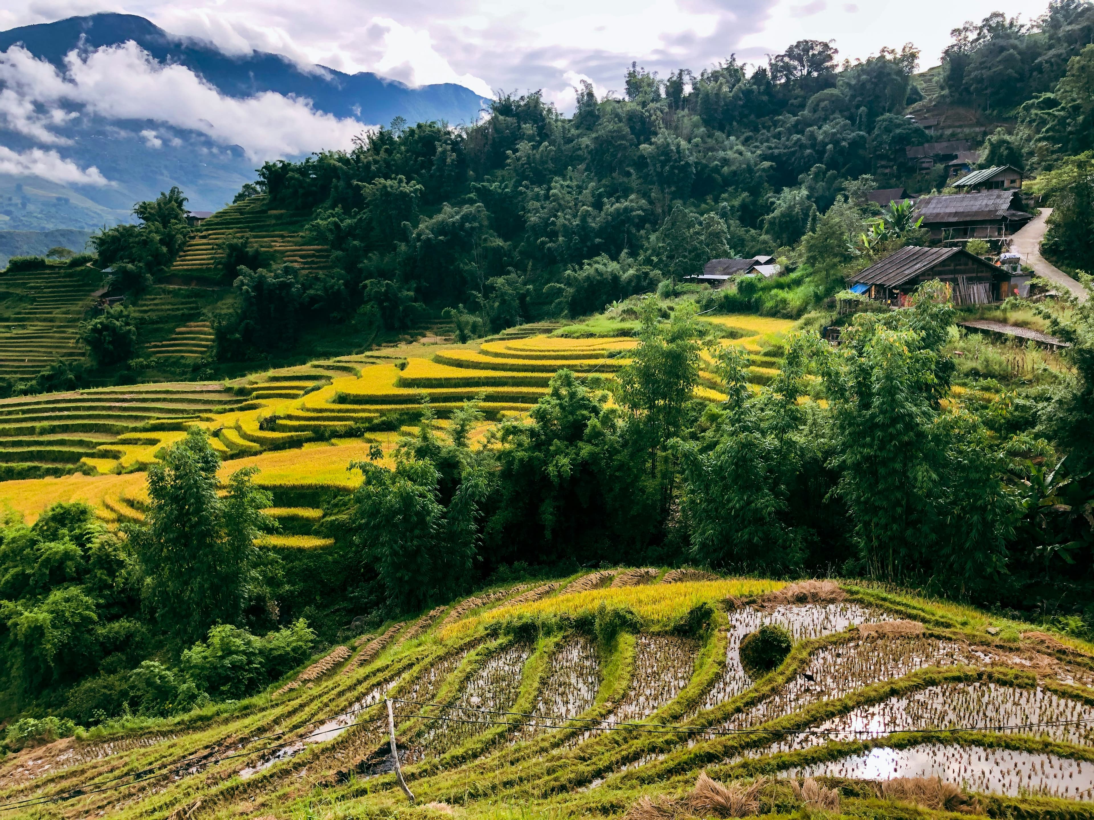 Rizières en terrasses de Sapa avec vue panoramique
